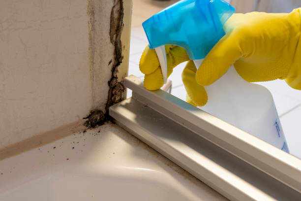 Why You Should Choose Our Mold Remediation Services in Huntington Beach, CA